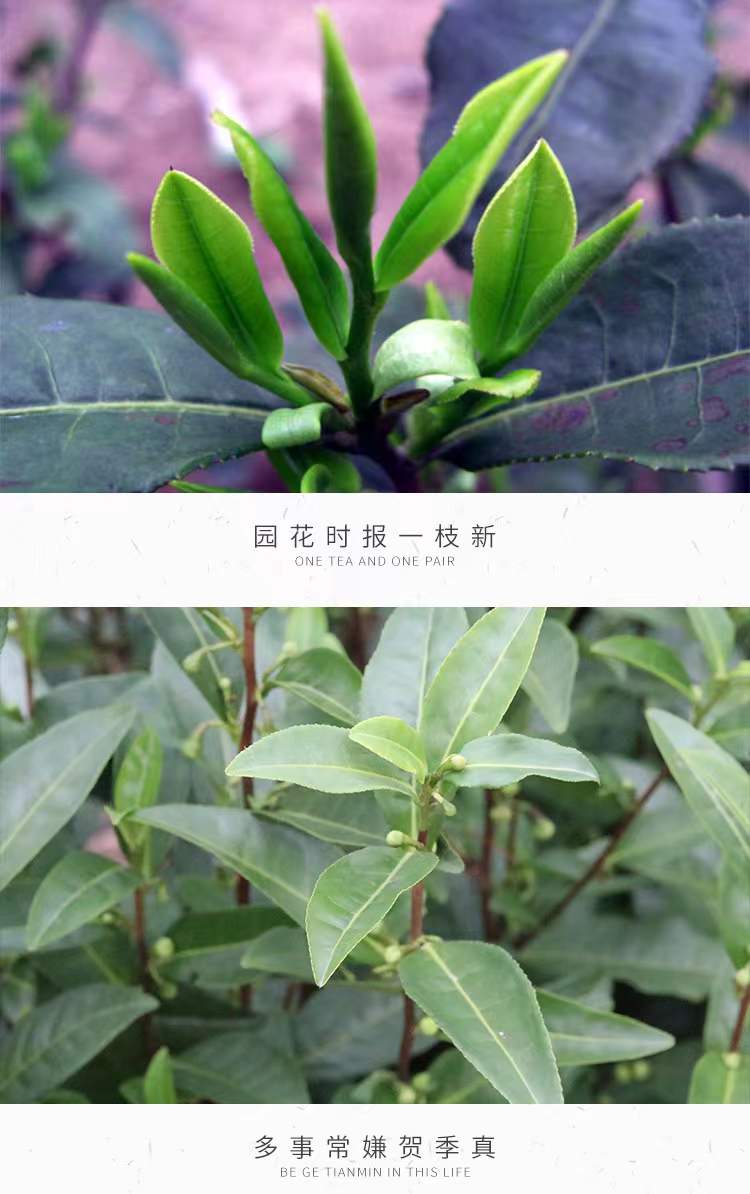 乌牛早茶苗 乌牛早浙农117龙井43黄金芽南方种植常绿茶树苗