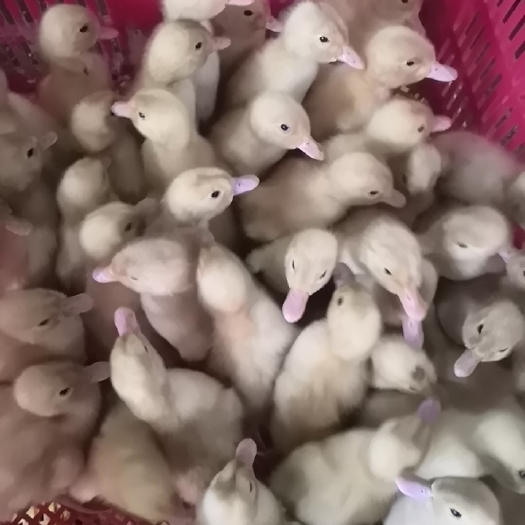 南宁樱桃谷鸭苗 樱桃鸭