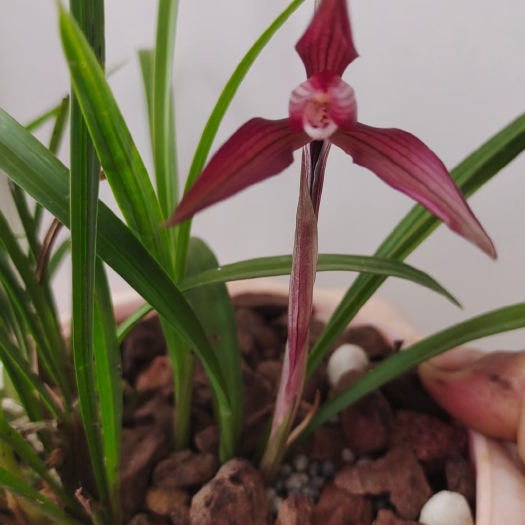 毕节 春兰红花
