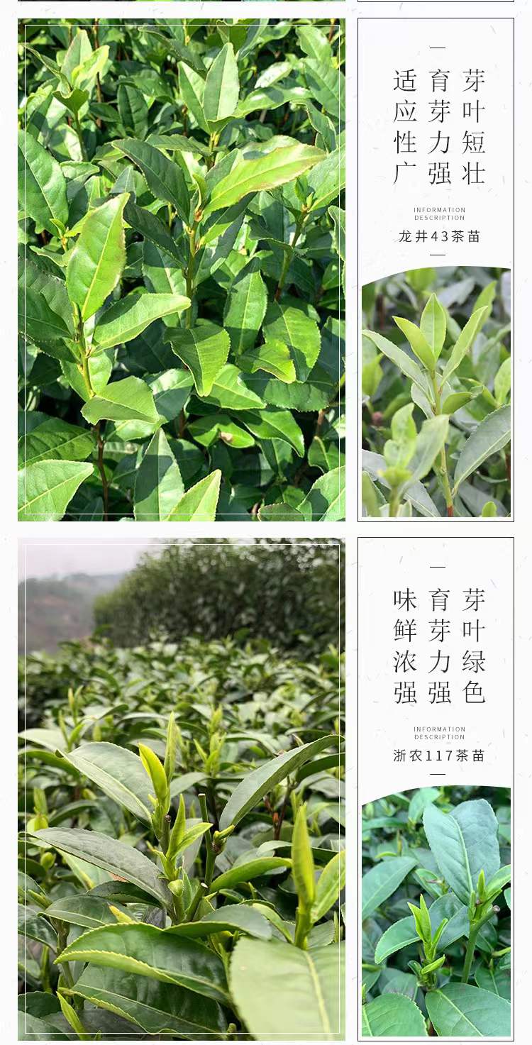 乌牛早茶苗 乌牛早浙农117龙井43黄金芽南方种植常绿茶树苗