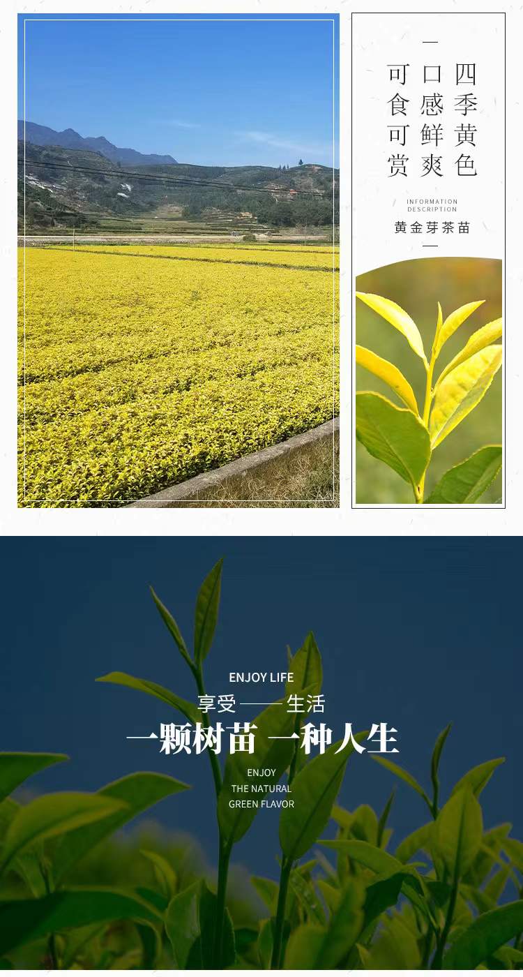 乌牛早茶苗 乌牛早浙农117龙井43黄金芽南方种植常绿茶树苗