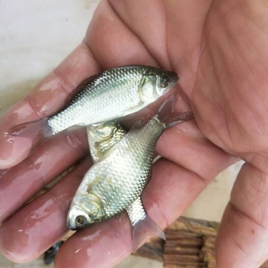 泸州中科5号鲫鱼苗批发 提供技术指导水质检测全国包邮货到付款