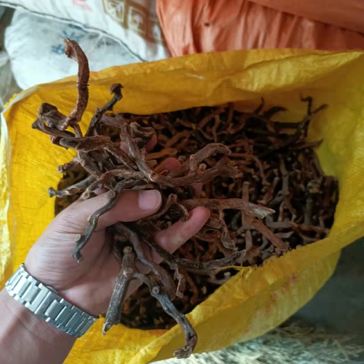 会东县骨碎补产地四川，个子干