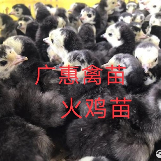 南宁贝蒂娜火鸡苗