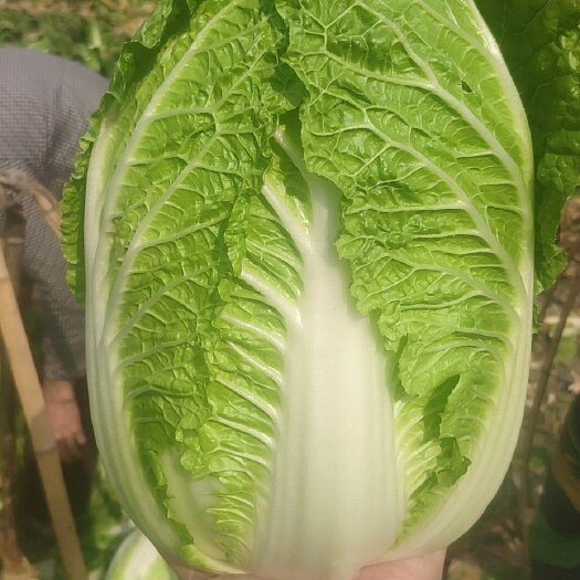 什邡市黄心大白菜，量大，货优