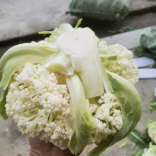 瑞安市白花菜花 有机花菜
