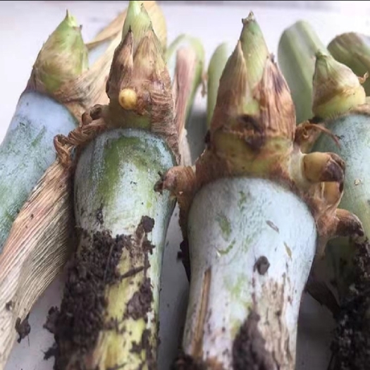武宣县青干草饲料 甜象草 牧草 四季常青高产猪牛羊鱼草