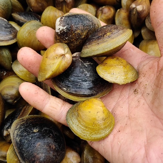 北海黄沙蚬 北海  地角螺 新鲜生猛  肉质肥美。炒 清蒸 煮汤均可