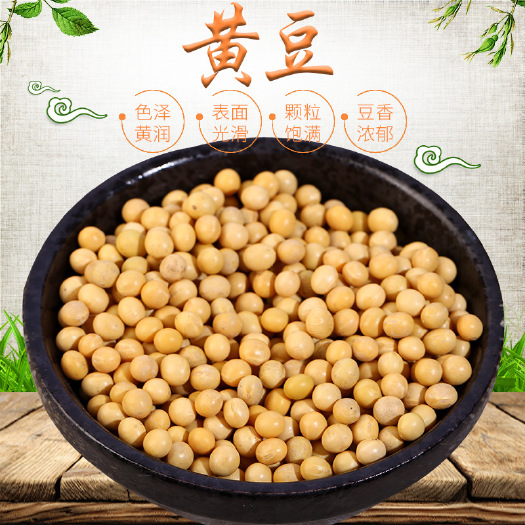 临沂黄豆  现货供应东北黄豆 豆浆 豆腐专用黄豆袋装50