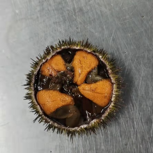 广州海胆 