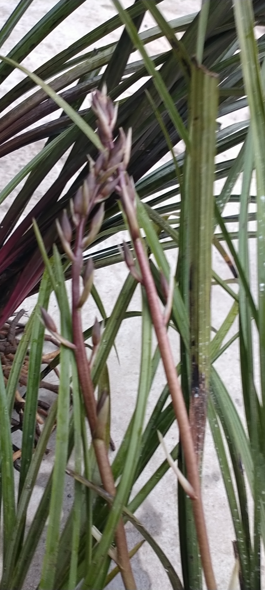 大花惠兰 精品惠兰紫香妃**草，一杆多花，清香怡人，