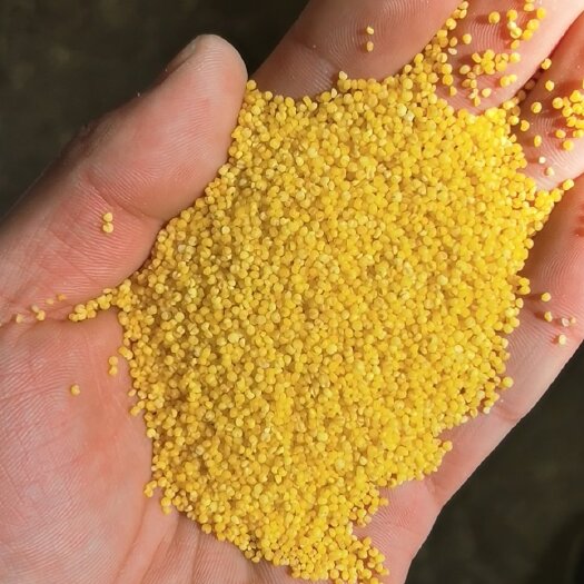 赵县黄小米 小米