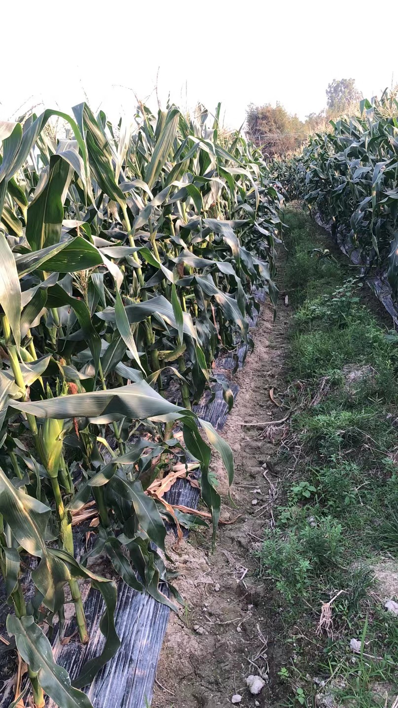 甜玉米，大量供应