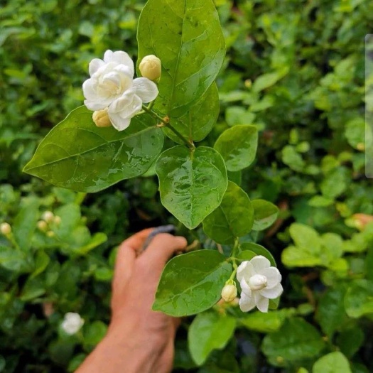 漳浦县茉莉花 虎头茉莉 重瓣茉莉 庭院种植 基地直销