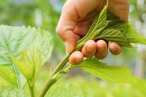 桑芽 新鲜桑牙菜，现摘，非冰鲜