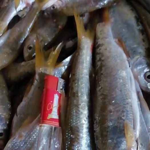 钦州白条鱼  鱼 白条，蓝刀，青条