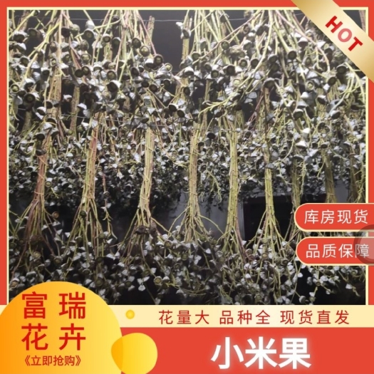 昆明小米果 尤加利干果