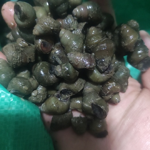 潮州 石螺