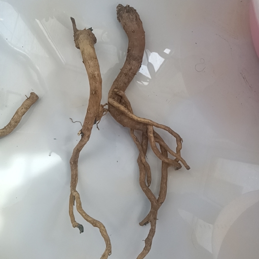 临朐县白皮芪 两年黄芪！鲜货    ！价格便宜