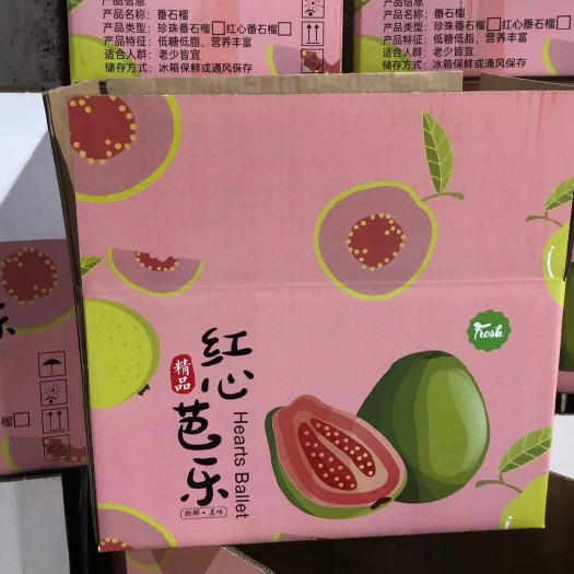 北流市番石榴   精品礼盒装芭乐树上熟大果