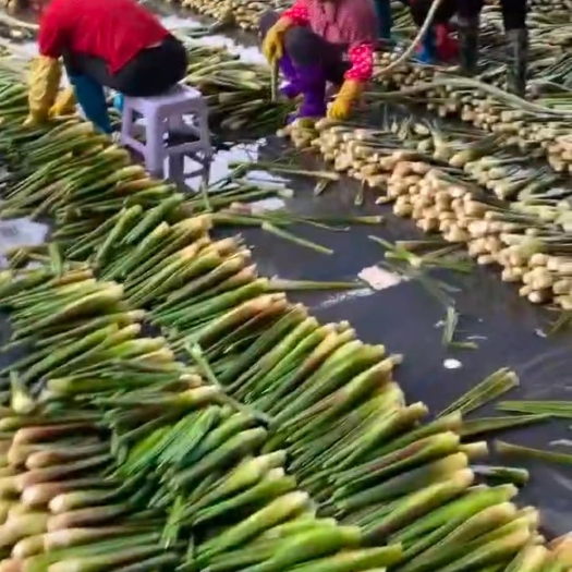 芜湖茭白 安徽省芜湖市繁昌区 