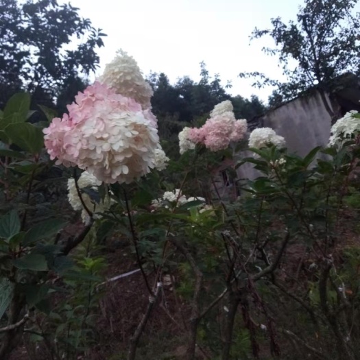 隆回县木绣球 绣球（木制绣球）