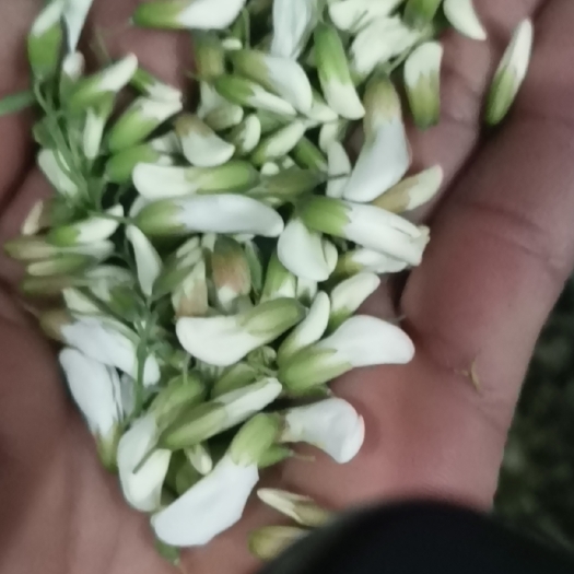 云龙县槐花（新鲜槐花）