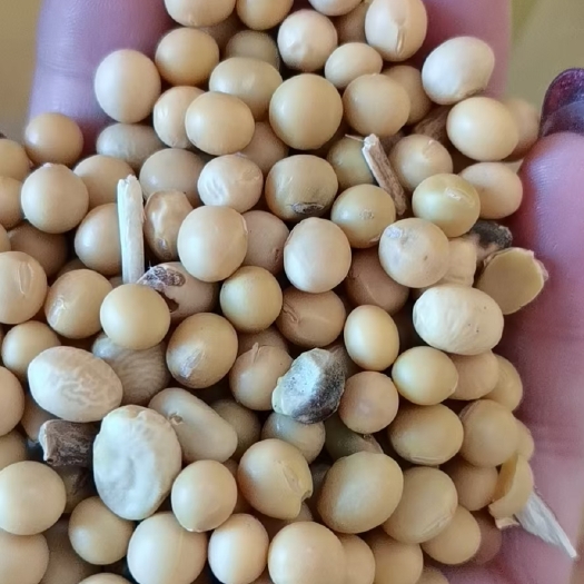 嫩江市黄大豆 毛粮 蛋白41.5-42，