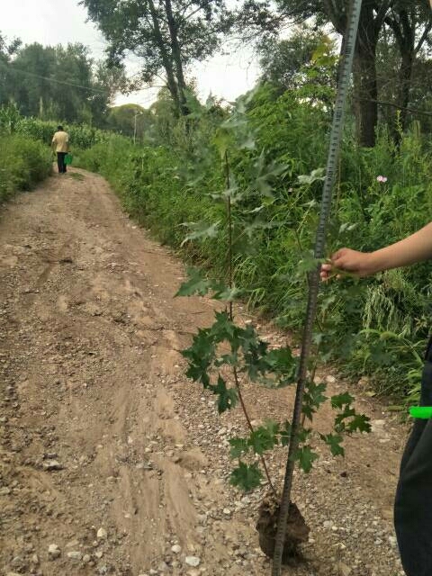 凌源市五角枫苗 各种规格杯苗油松，山杏，侧柏等