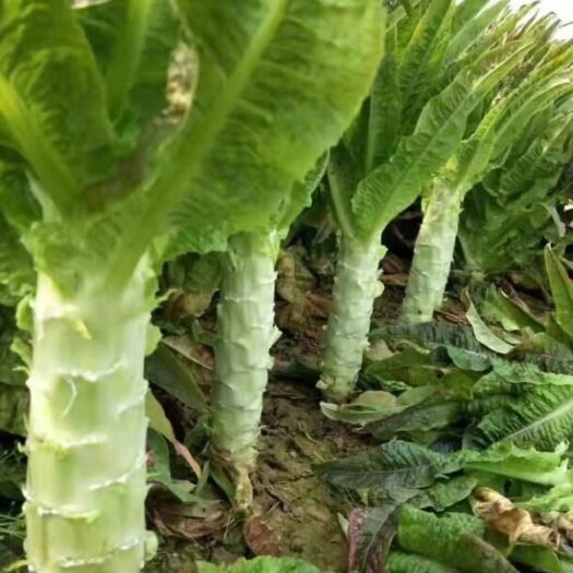 商丘红叶莴笋 热销精品莴笋  基地种植  货源充足 质量保证