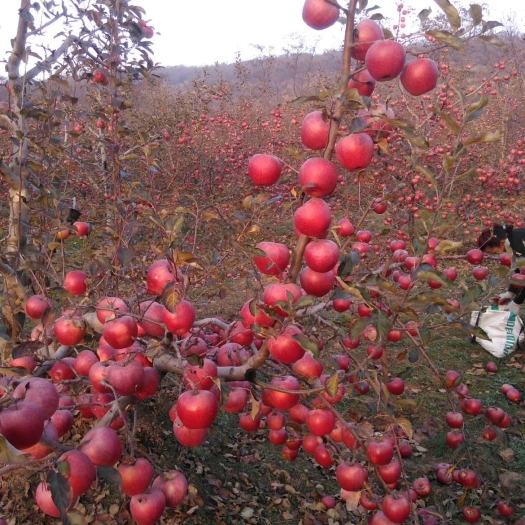 礼泉县高原红冷库秦冠苹果，脆甜的，直做好货