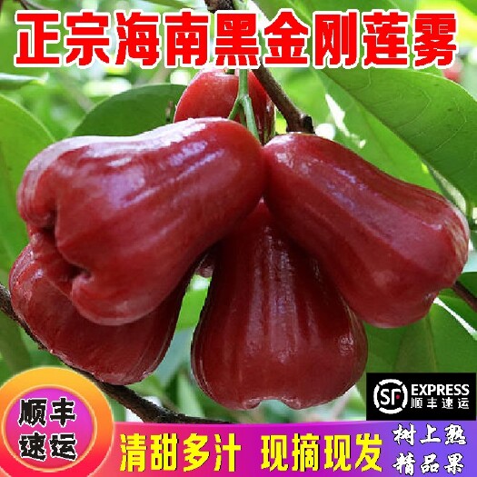 海口【顺丰包邮】海南黑金刚莲雾 应季热带水果孕妇水果 可一件代