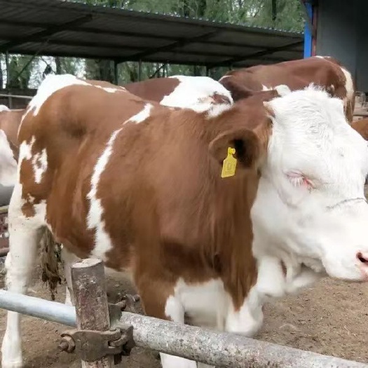 岚皋县 肉牛合作社出售大小牛