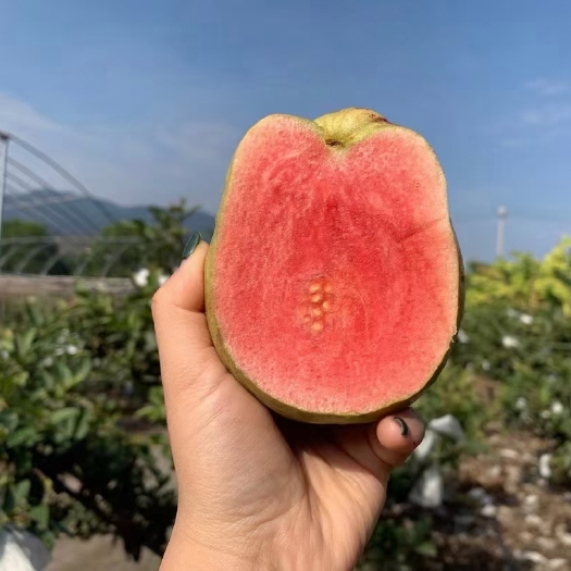 廉江市西瓜红番石榴，石榴中的爱马仕