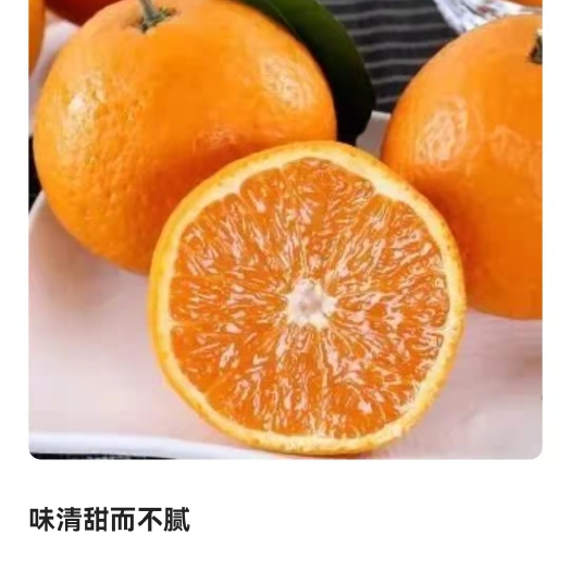 仁寿县青见柑桔 四川仁寿县 青见熟了