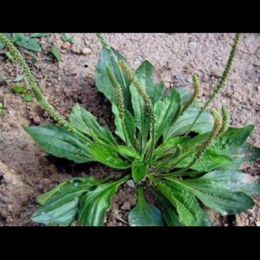 洛南县车前草