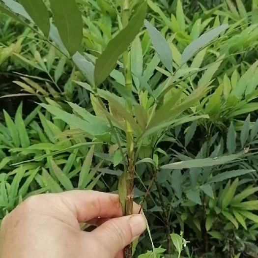 十大功劳地苗基地直销，无中间商苗圃直供