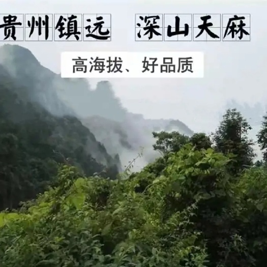 镇远县黄天麻 贵州天麻