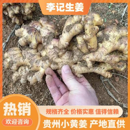 惠水县贵州小黄姜.活动促销品质保证，诚信为本，24小时内发货