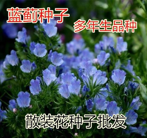 沭阳县蓝蓟种子 蓝蓟蓝刺头种子景观盆栽绿化蓝色混色多年生四季花易