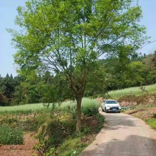 井研县小叶朴 朴树