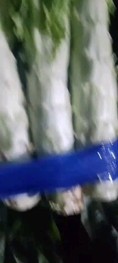 宿州红叶莴笋 红叶尖叶莴苣，粗度亮度，包你满意
