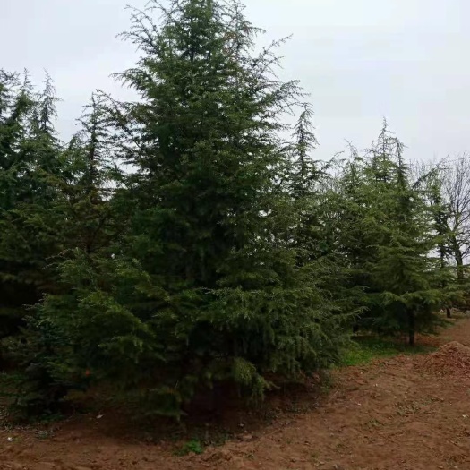 宁县垂枝雪松 出售，油松，雪松，云杉，国槐