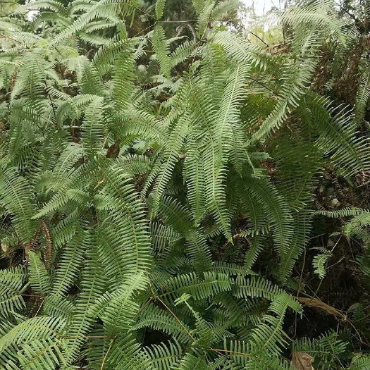 靖西市芒萁草 山芒 山蕨 蕨叶草 芒萁 蕨萁 蓈萁 铁蓈萁 虱槟
