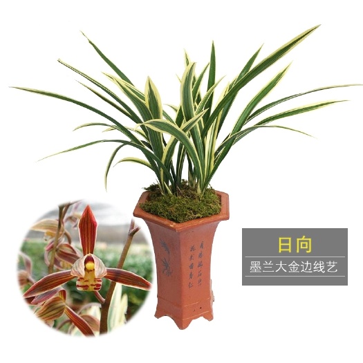  精品墨兰日向锦