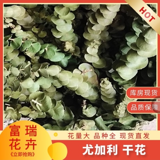 昆明小米果 干花尤加利叶