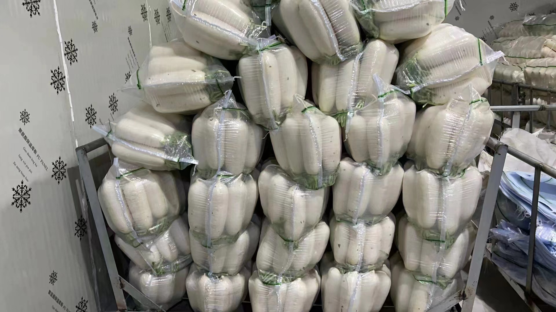 天门市大量供应湖北天门精品韩国白萝卜，按级包装，质量保证，随到随