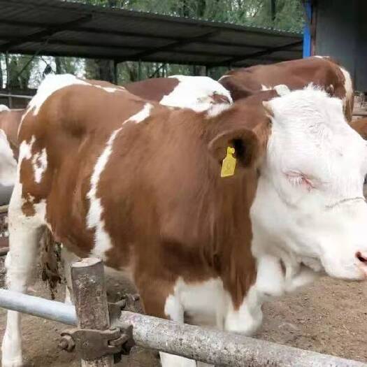 法库县 合作社现售大小肉牛