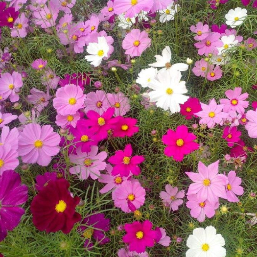 沭阳县波斯菊，格桑花种子批发量大优惠多