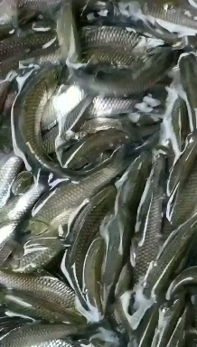 ۲磬޲